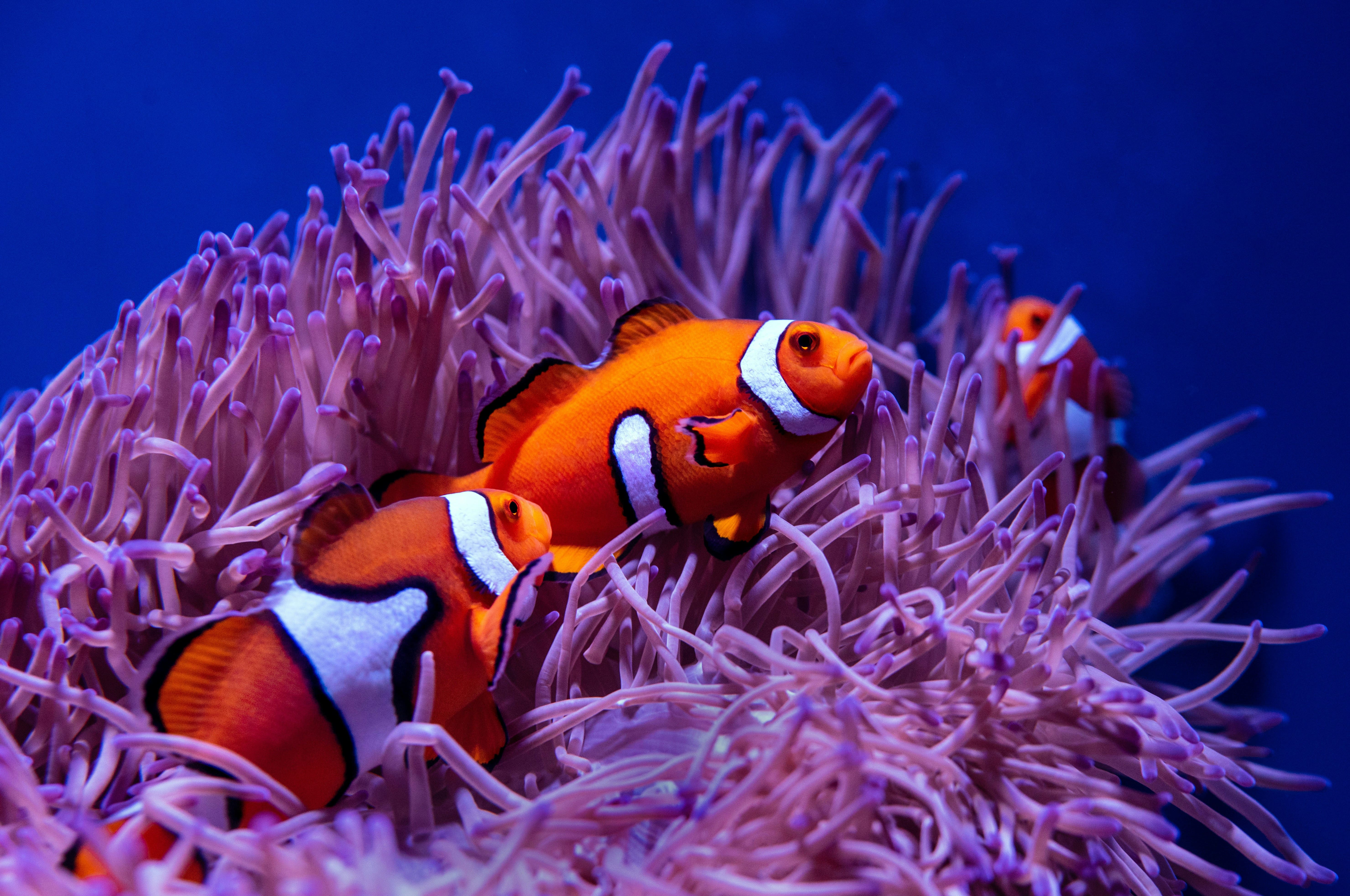 An image of clown fish in an anenome 