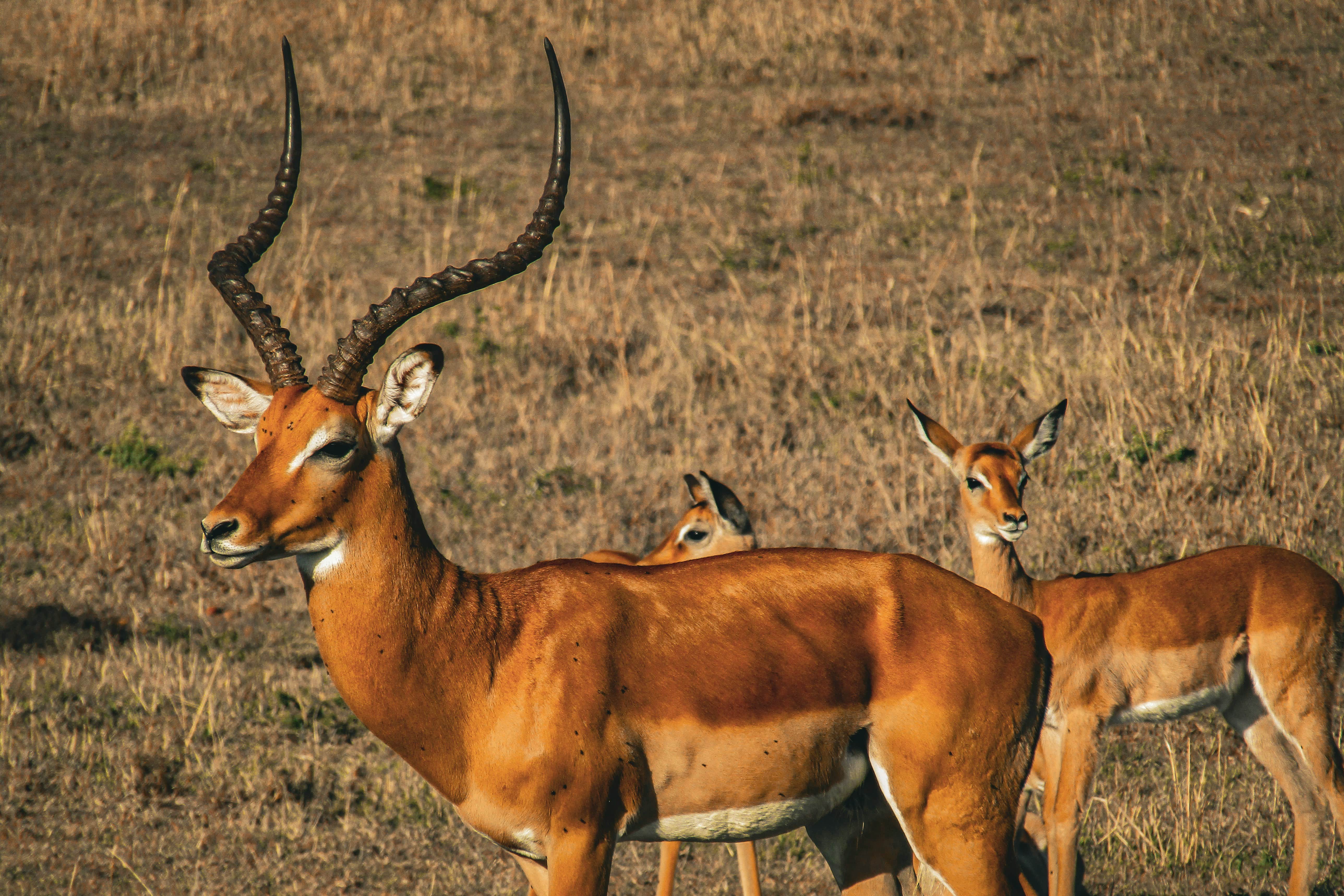 David Attenborough documentaries. An image of an antelope and its children 