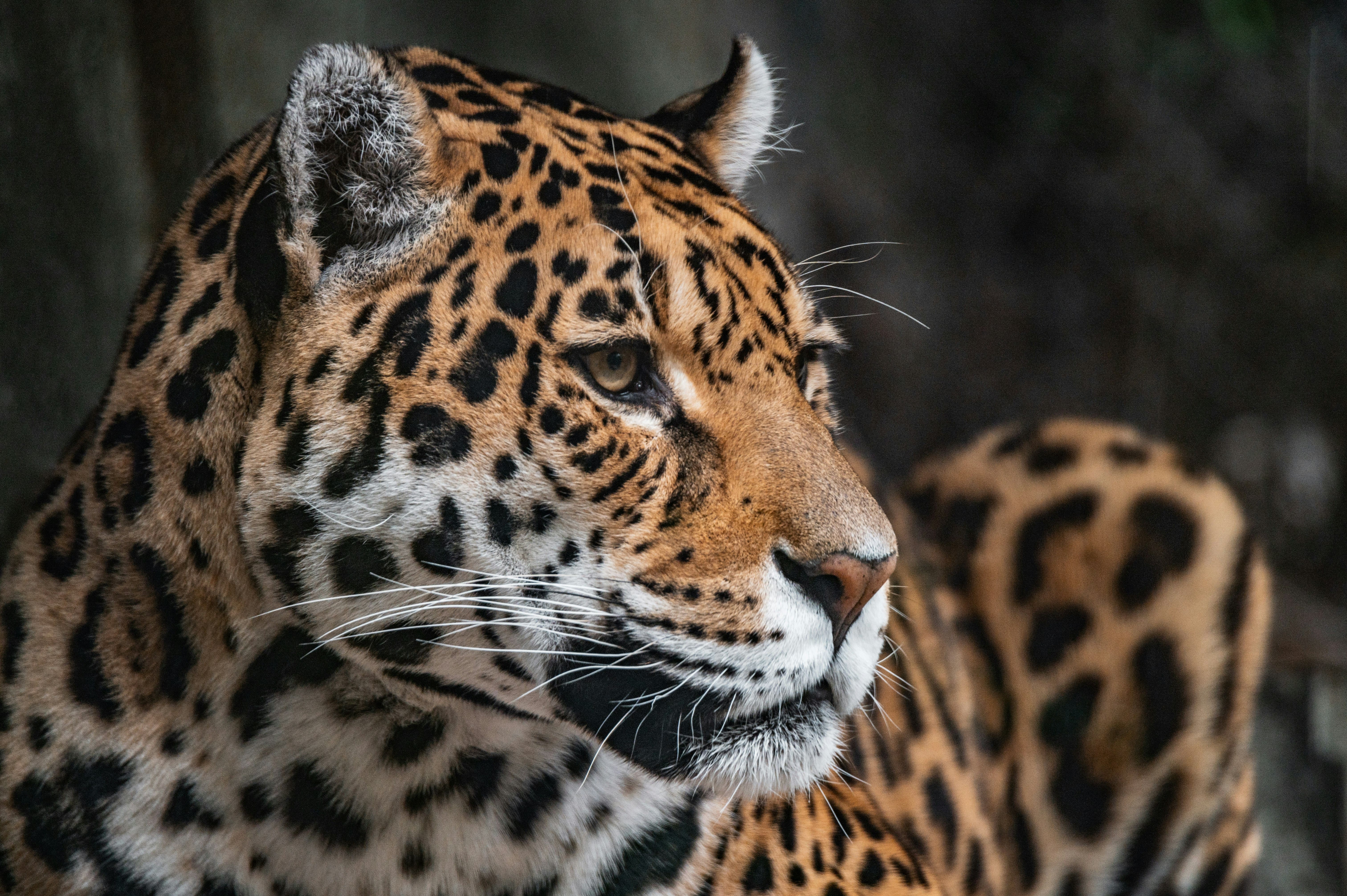 An image of a leopard 