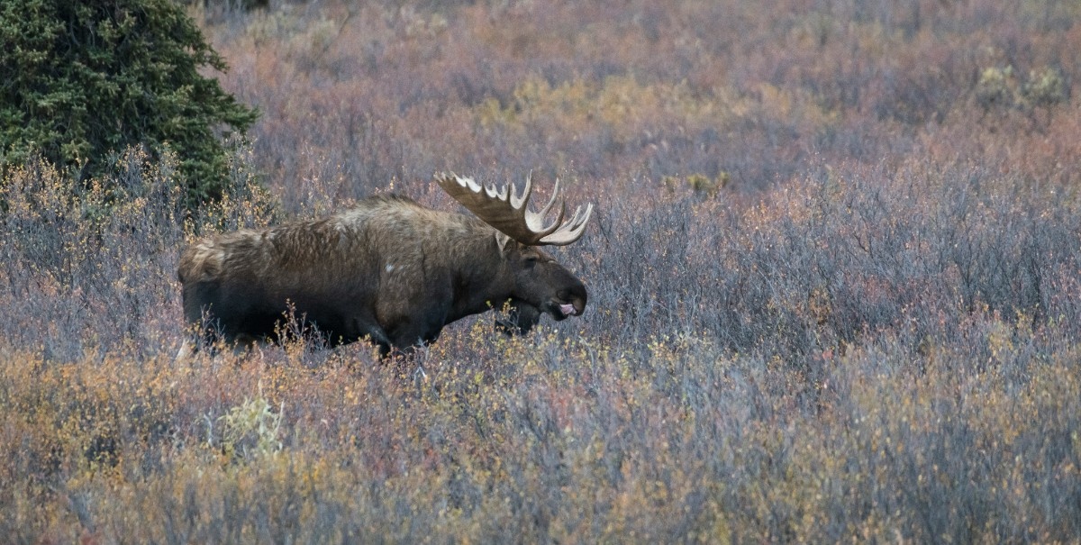 A moose in Denali National Park 