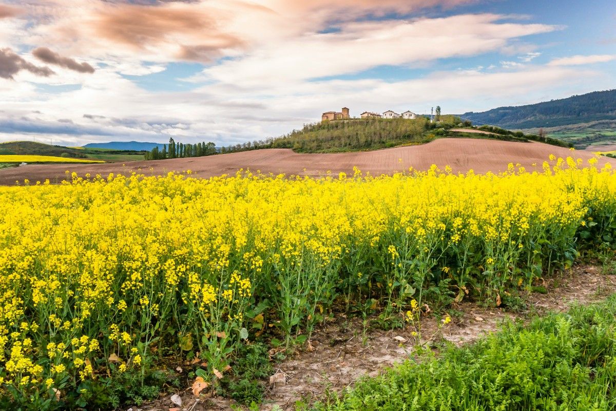 A field along El Camino de Santiago