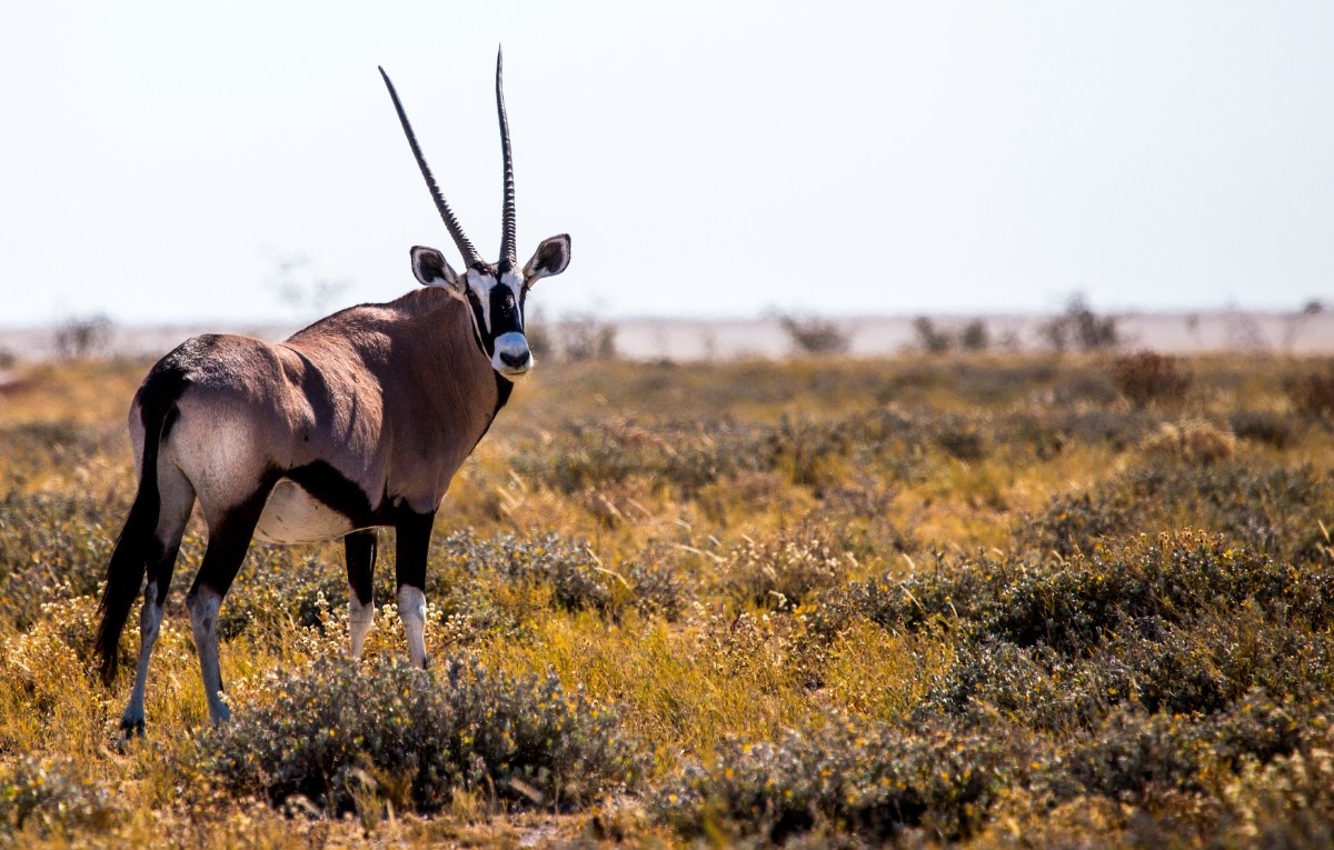 An Onyx on the Etosha plain 