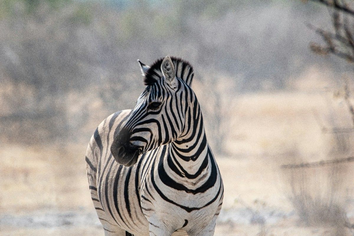 A zebra on Etosha National Park 