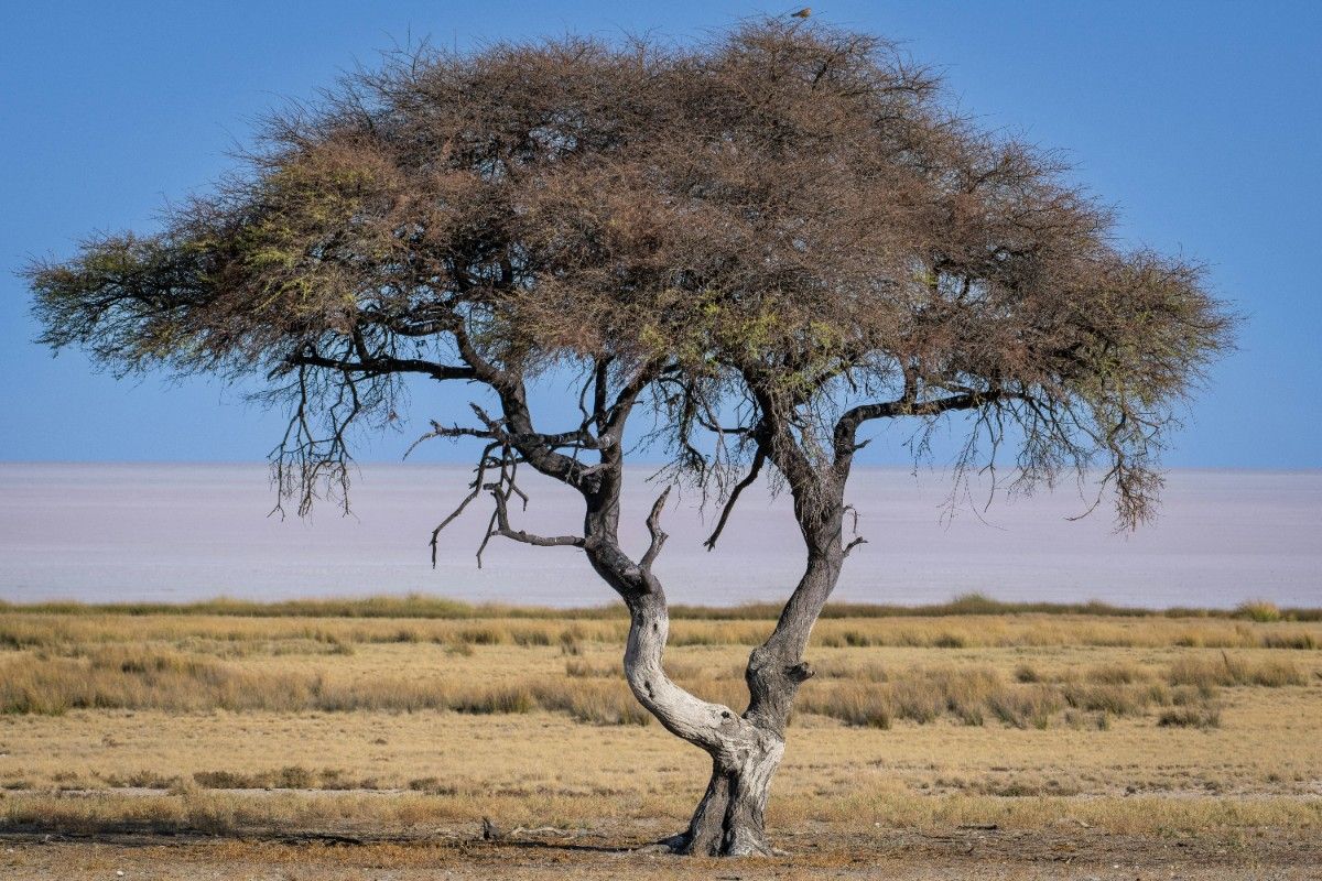 An acacia tree in Namibia's Etosha National Park