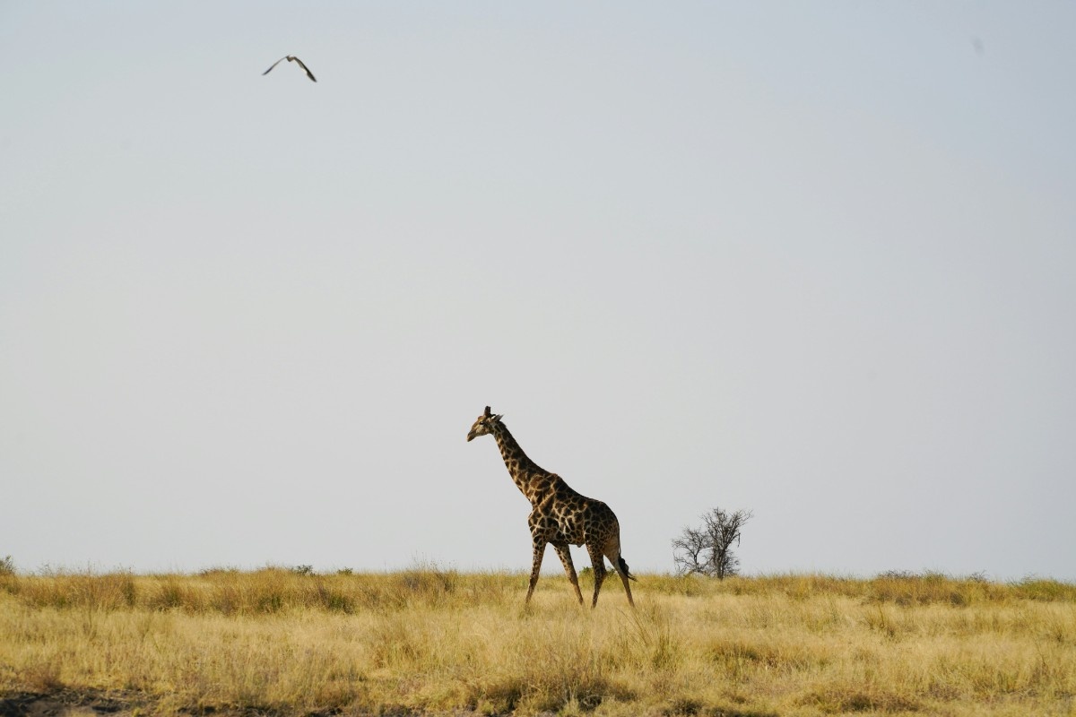 A giraffe on Etosha National Park