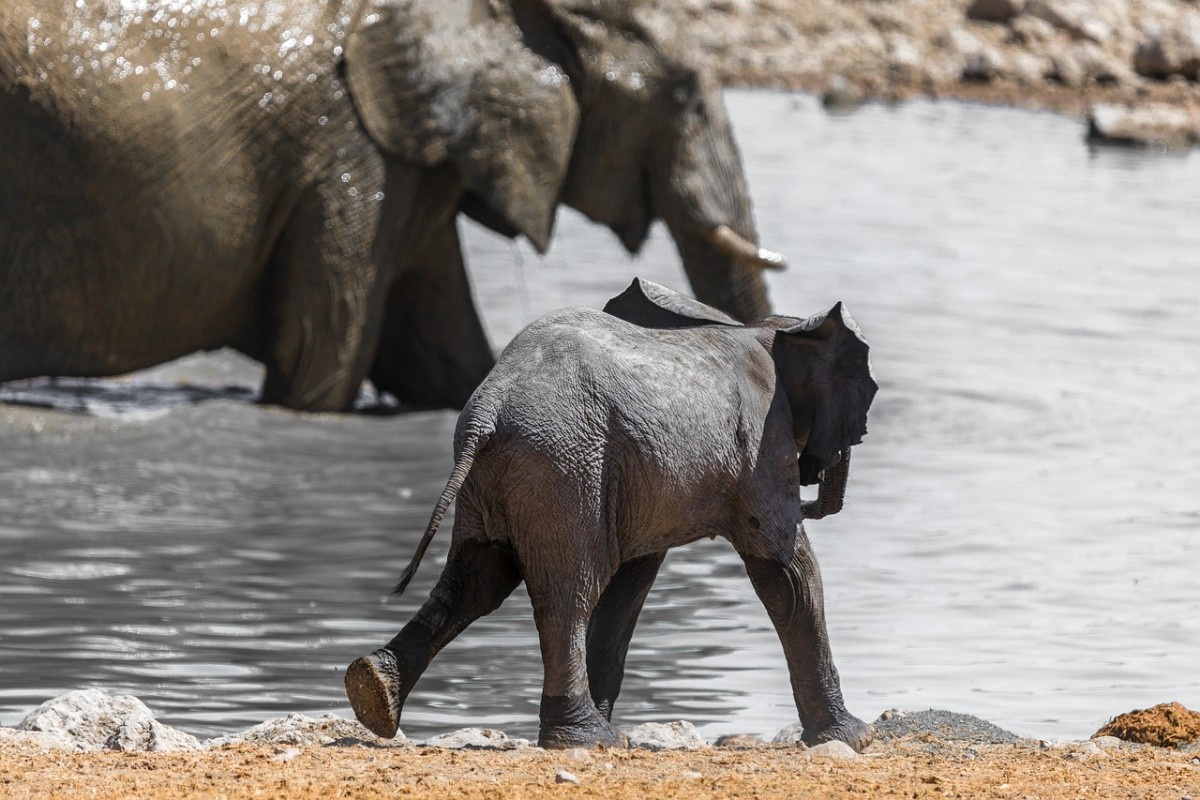 A baby elephant on Etosha National Park 