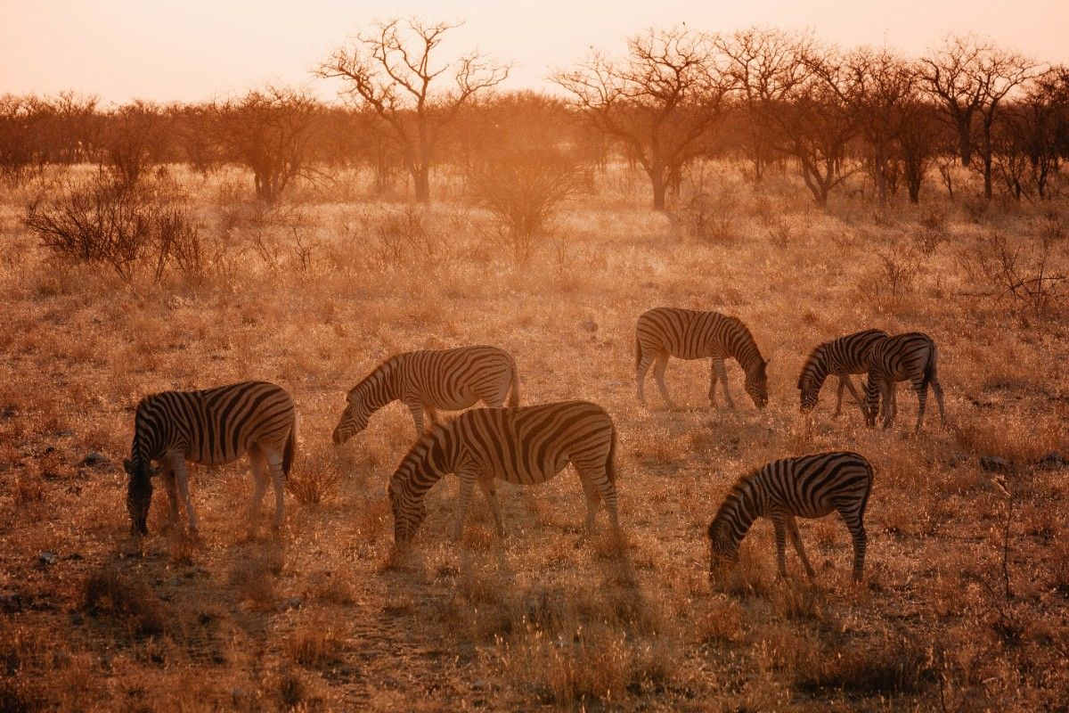 A herd of zebras in Etosha National Park 