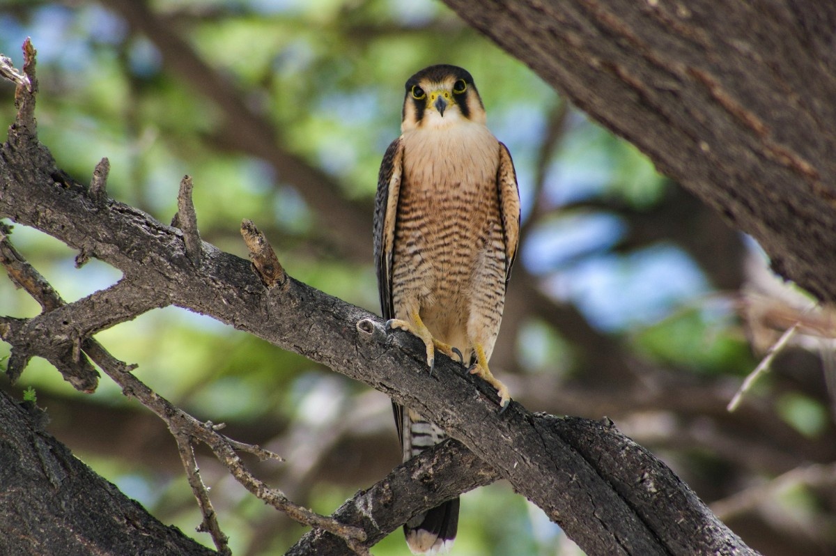 A bird in a tree on Etosha National Park 