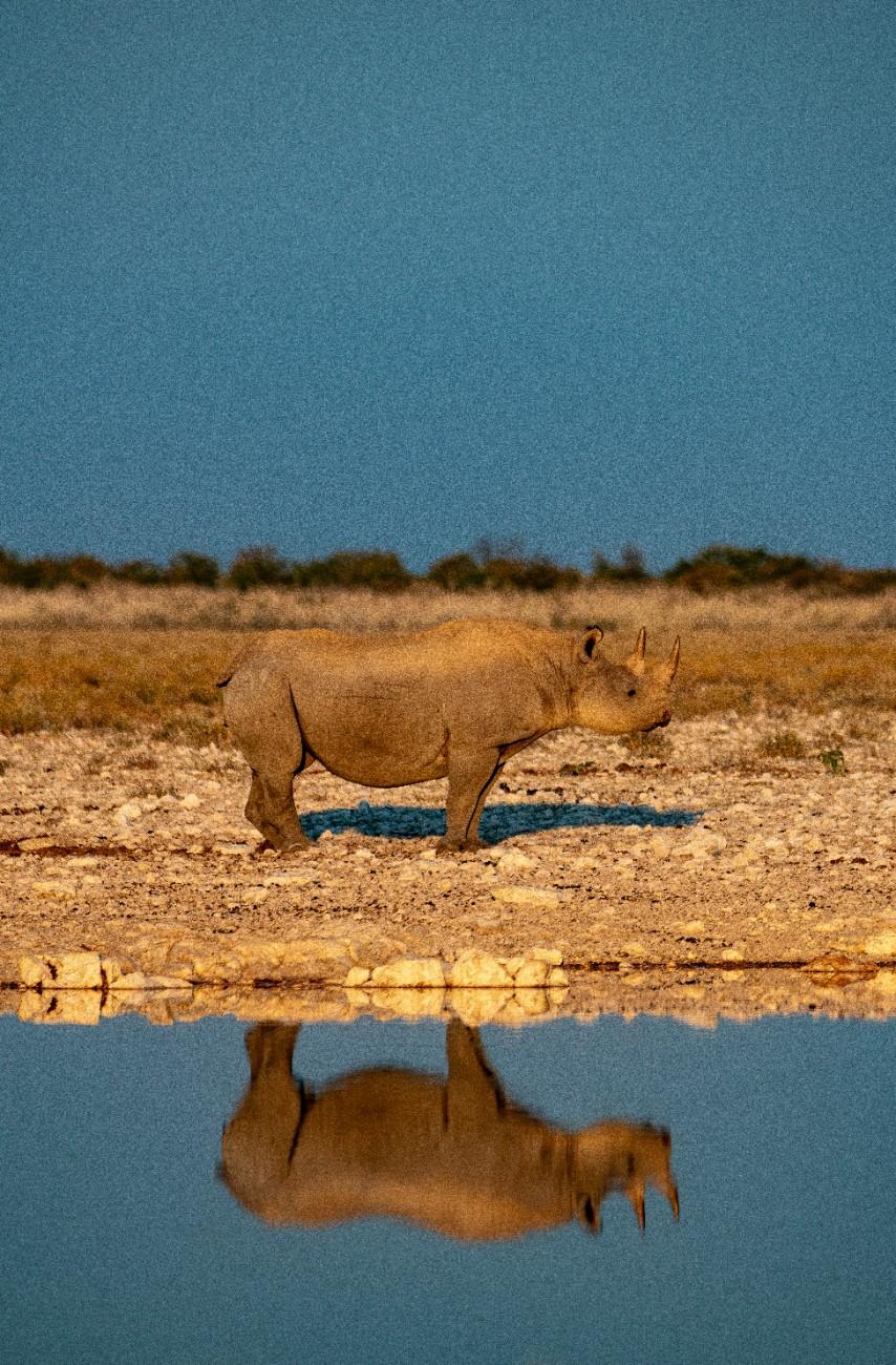 A rhino and it's reflection on the water on Etosha National Park 