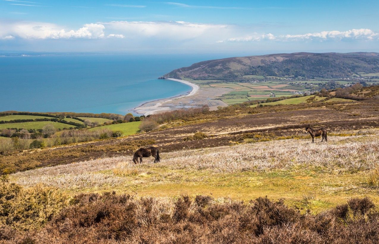 Ponies in a field on the Exmoor National Park coast 