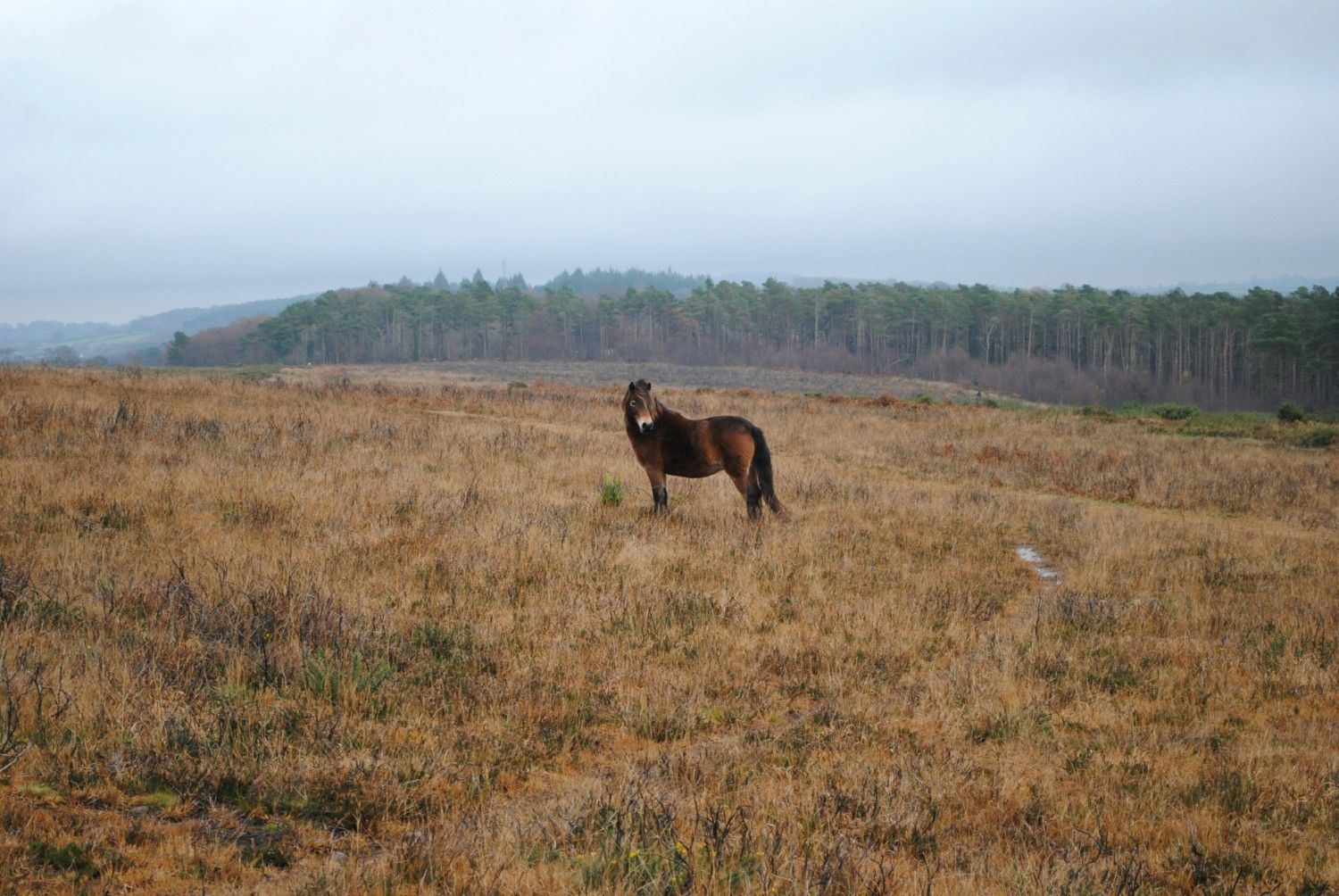 A pony in a field in Exmoor