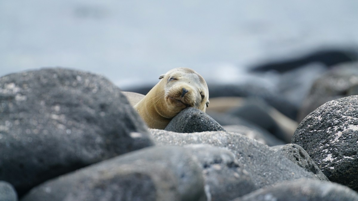 A sleeping sealion on the Galapagos Islands