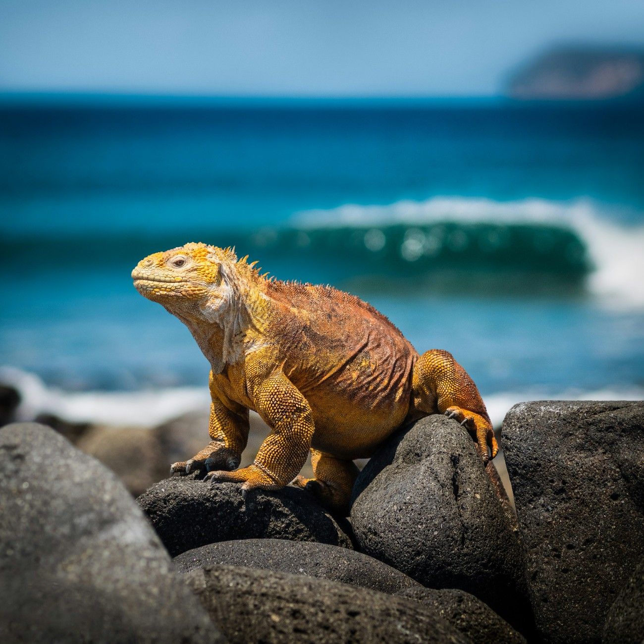 An iguana on the Galapagos Islands