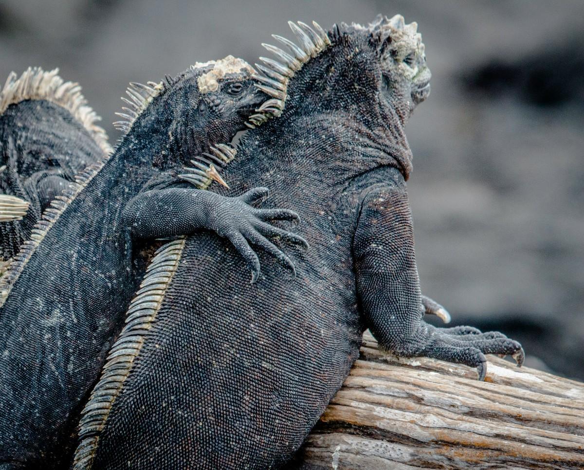 Lizards on the Galapagos Islands