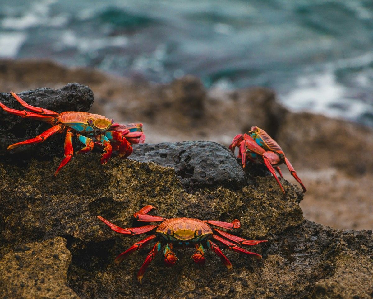 Crabs on the Galapagos Islands