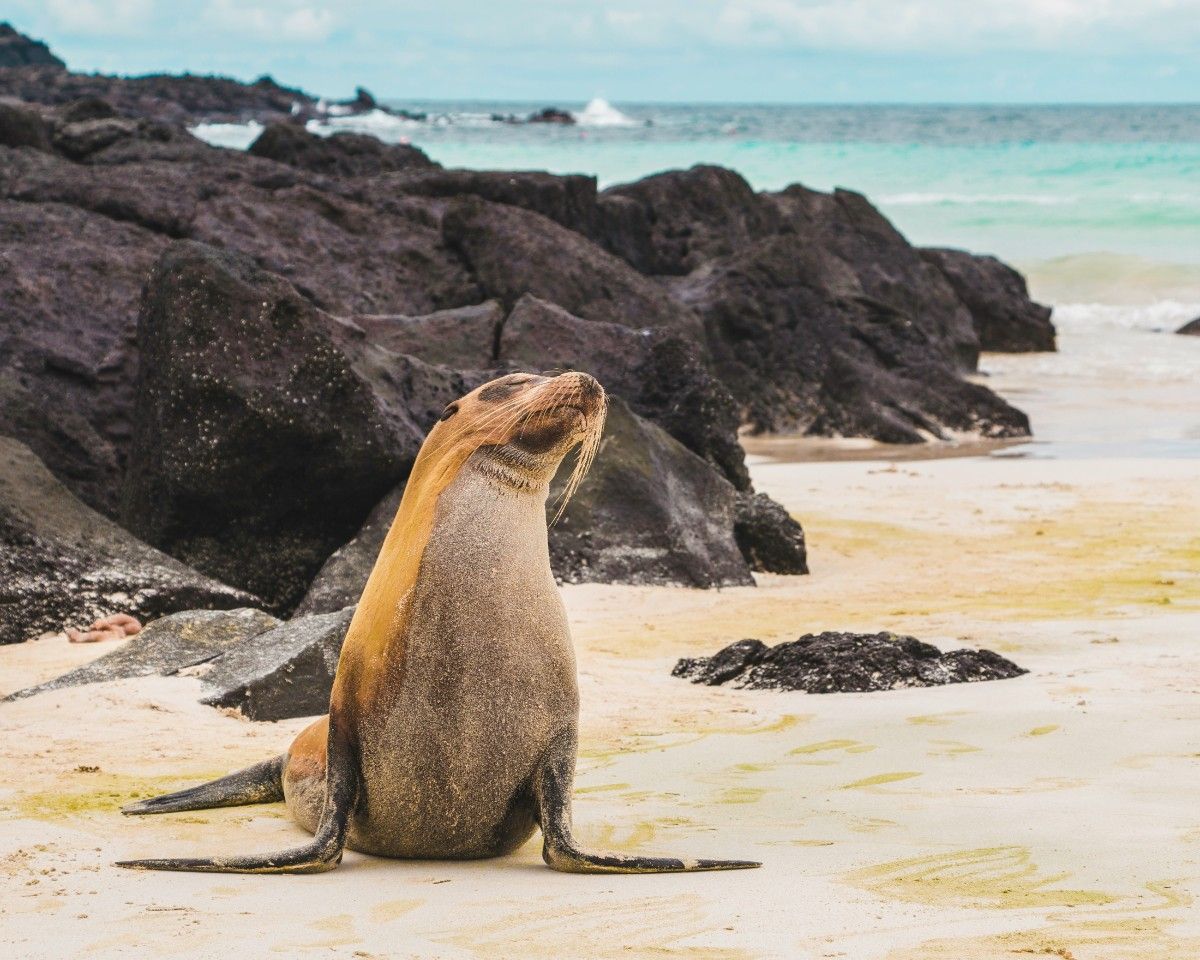 A sealion on the beach on the Galapagos Islands