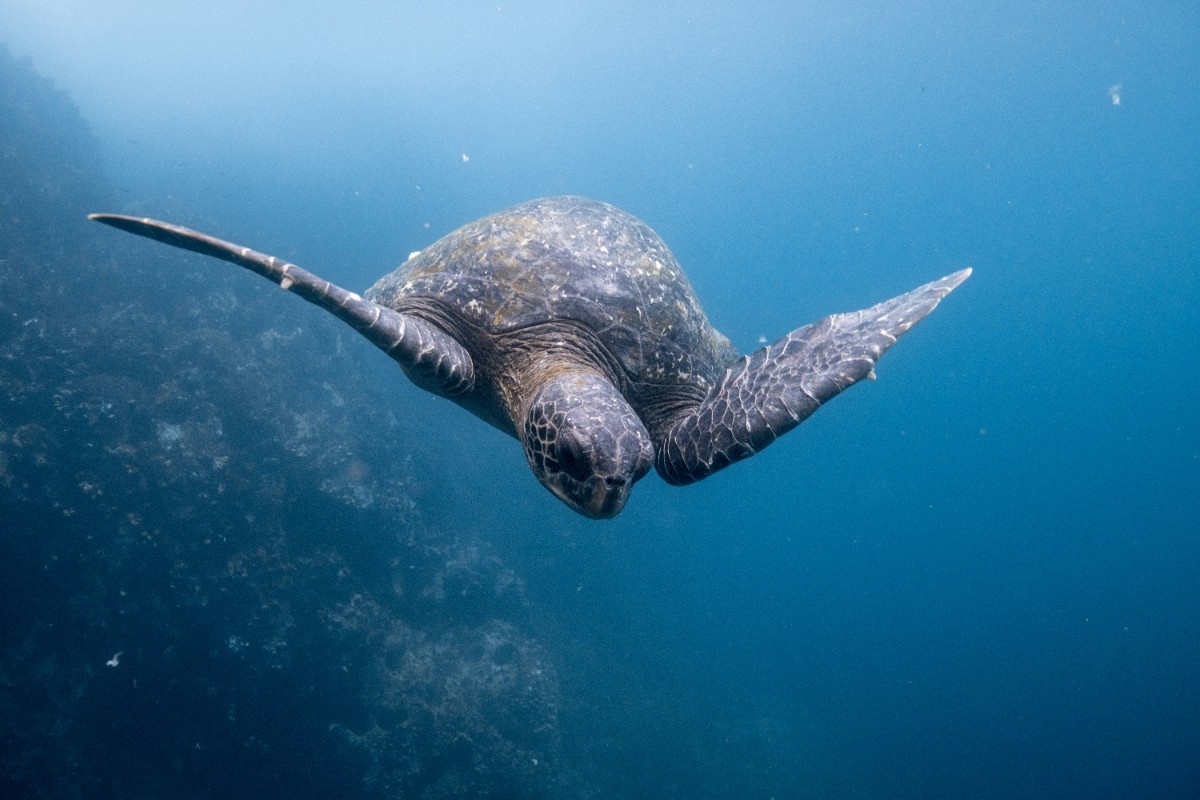 Turtles in the sea of the Galapagos Islands