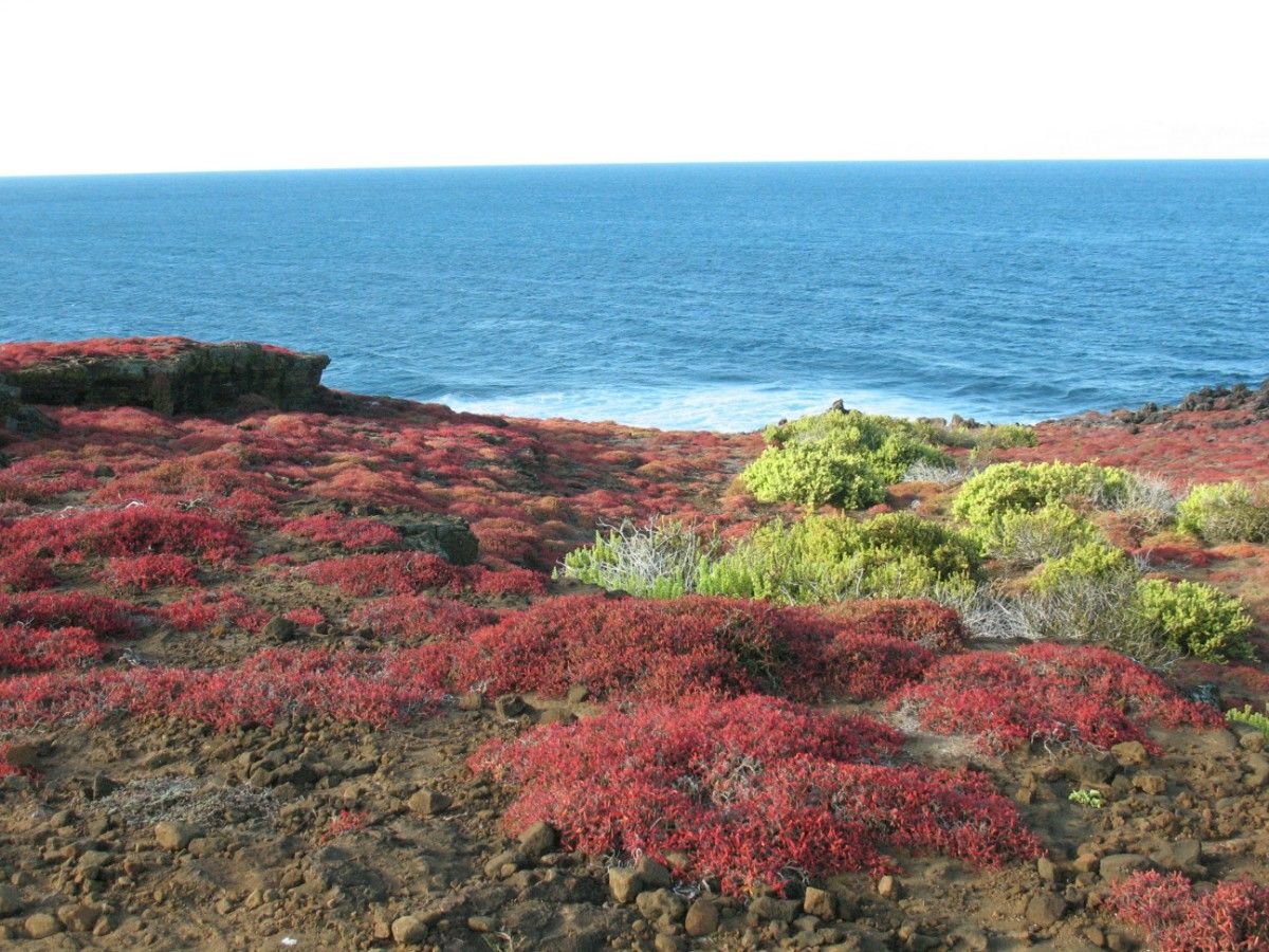 Flora on the Galapagos Islands