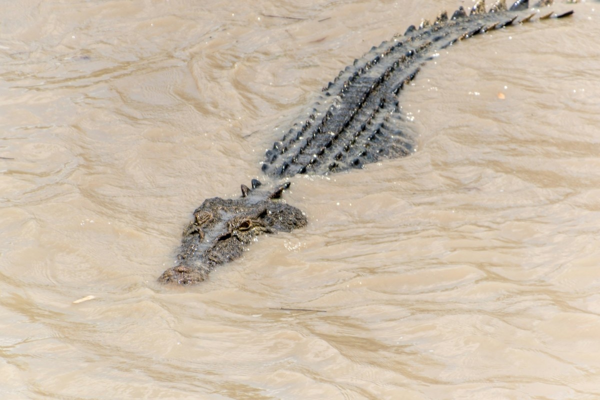 A crocodile in Kakadu National Park 