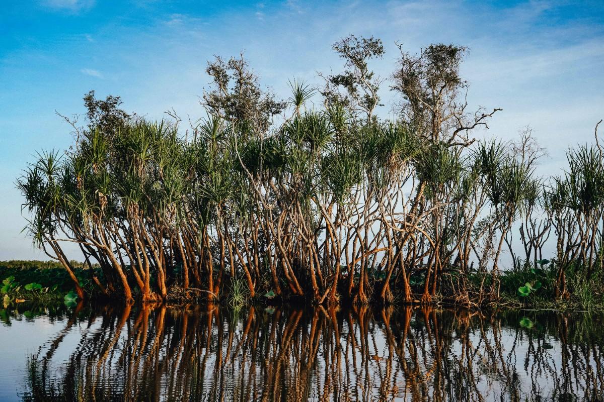 Trees by the lake in Kakadu National Park 