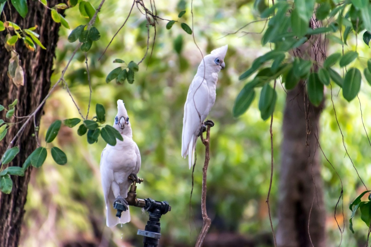 Two birds in a tree in Kakadu National Park 