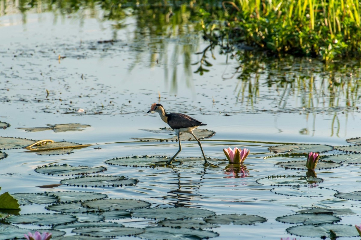 A bird in a lake in Kakadu National Park  