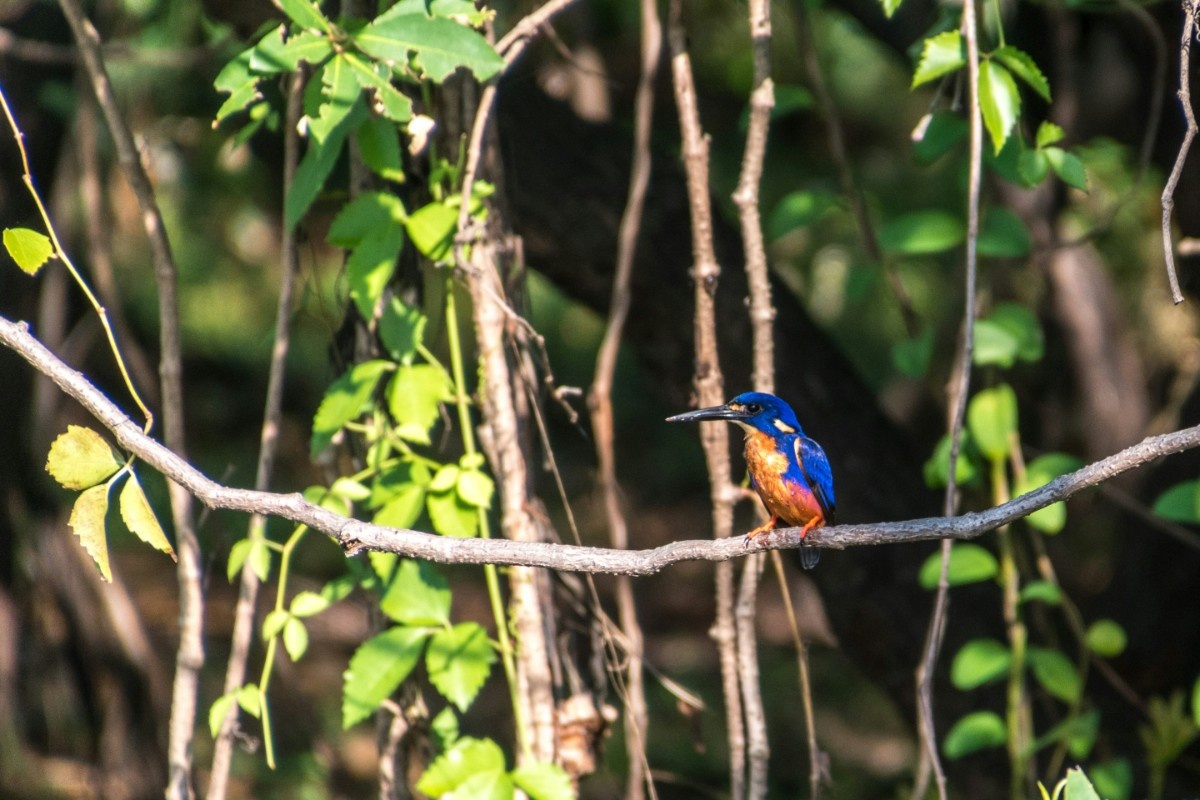 A bird in a tree in Kakadu National Park  