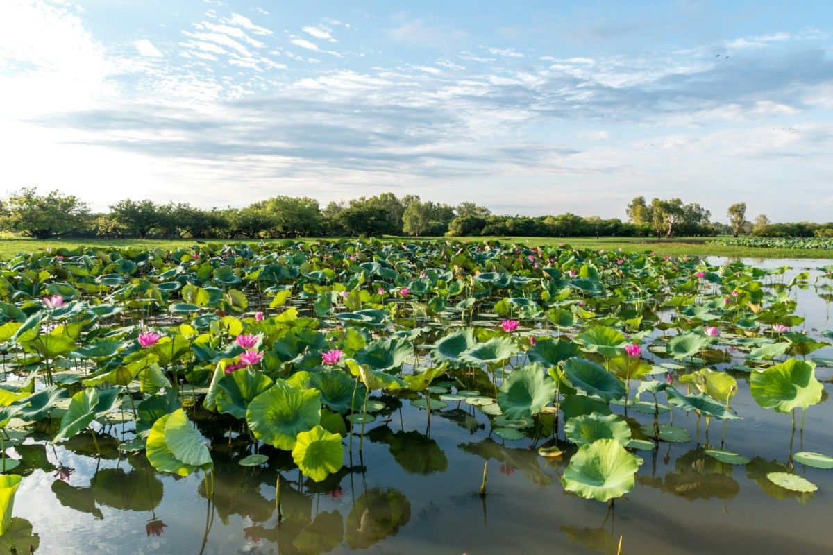 Lilies in a lake in Kakadu National Park 