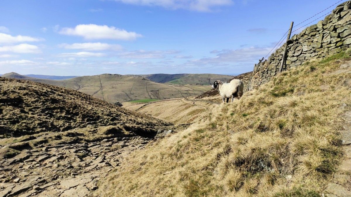 A sheep on the hike to Kinder Scout