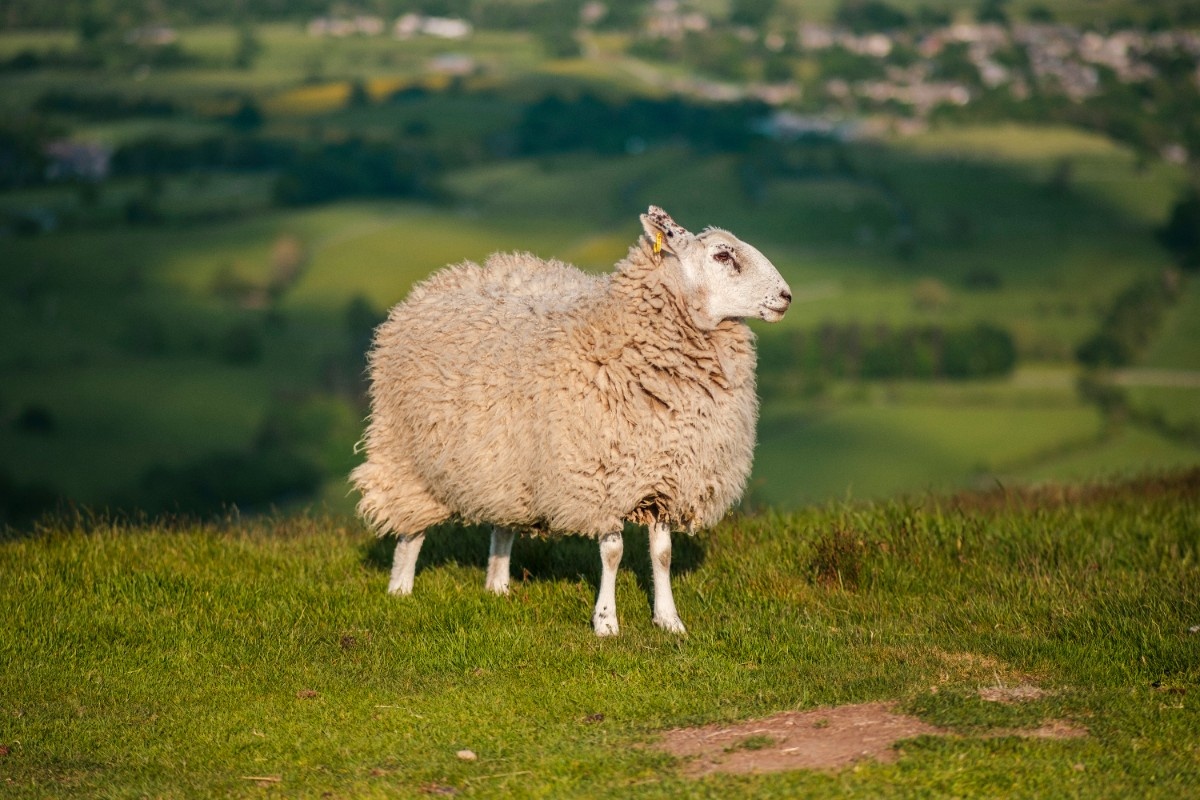 A sheep on Mam Tor