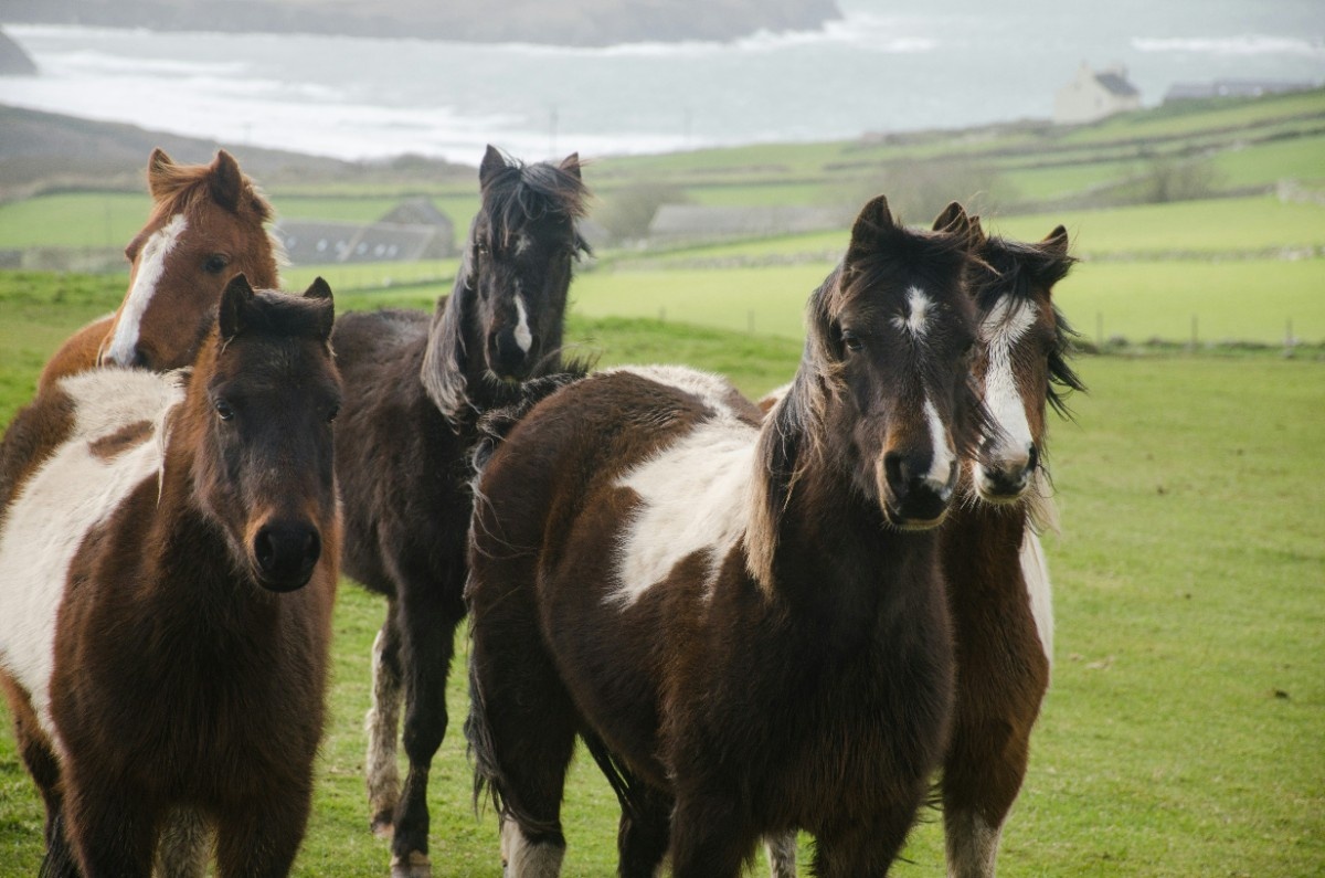 Horses on The Pembrokeshire Coast Path