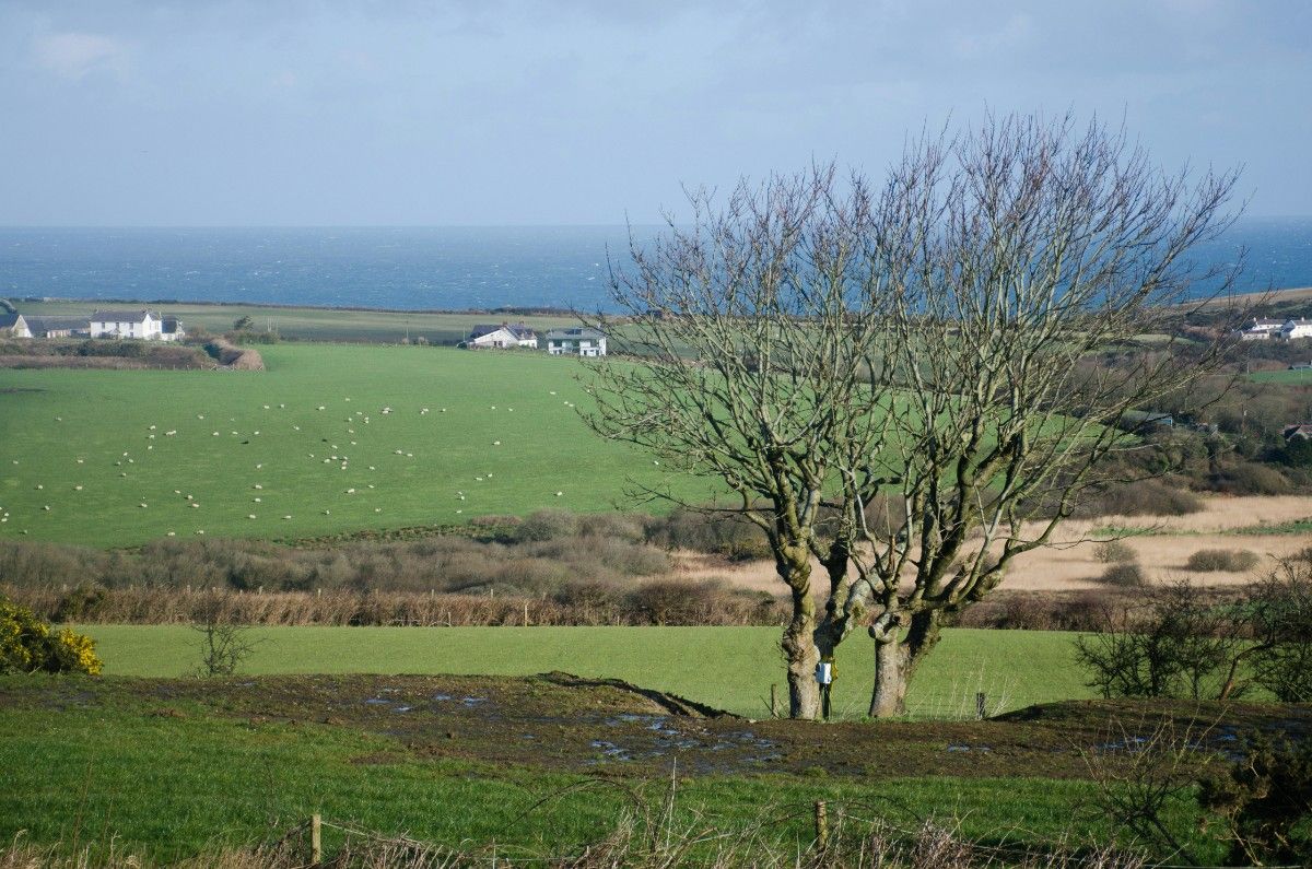 A tree with the sealine in the distance on The Pembrokeshire Coast Path