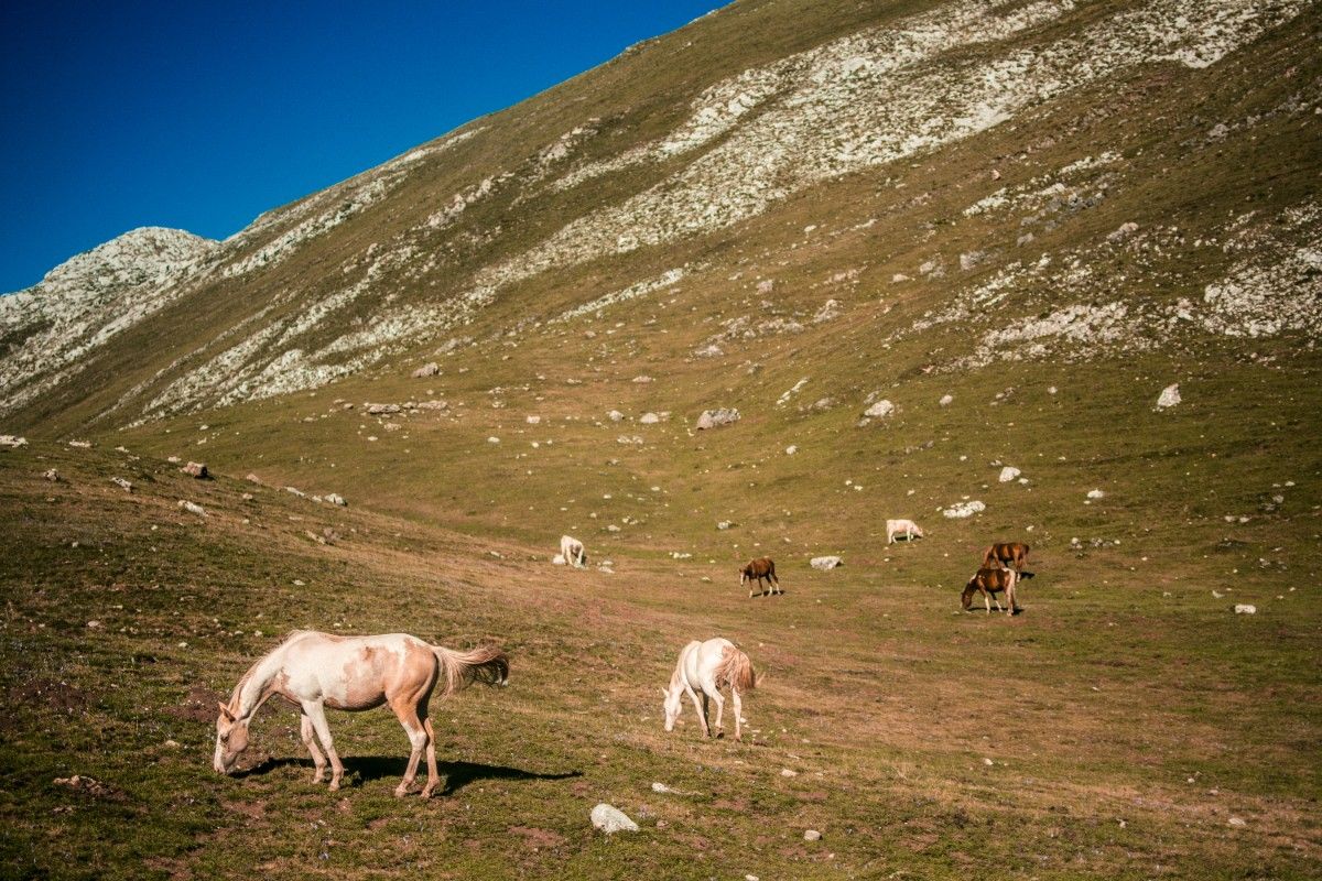 Horses on the Picos de Europa