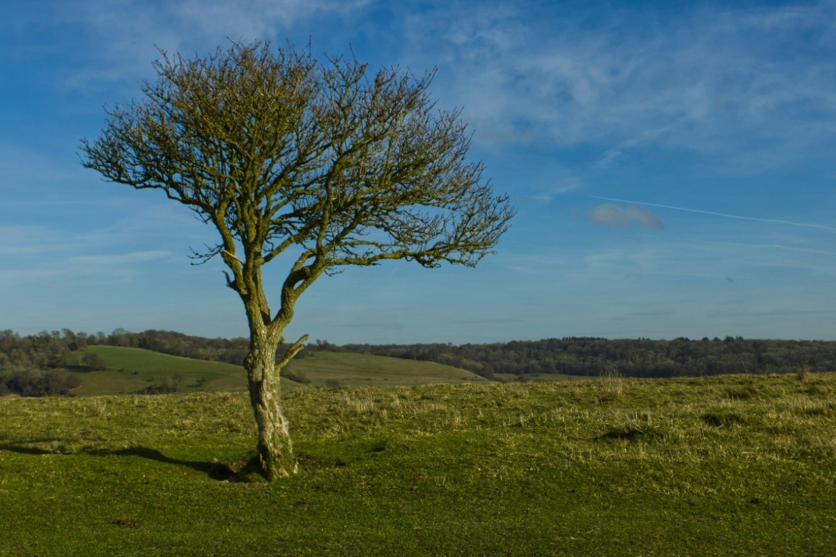 A tree in a field along The Ridgeway