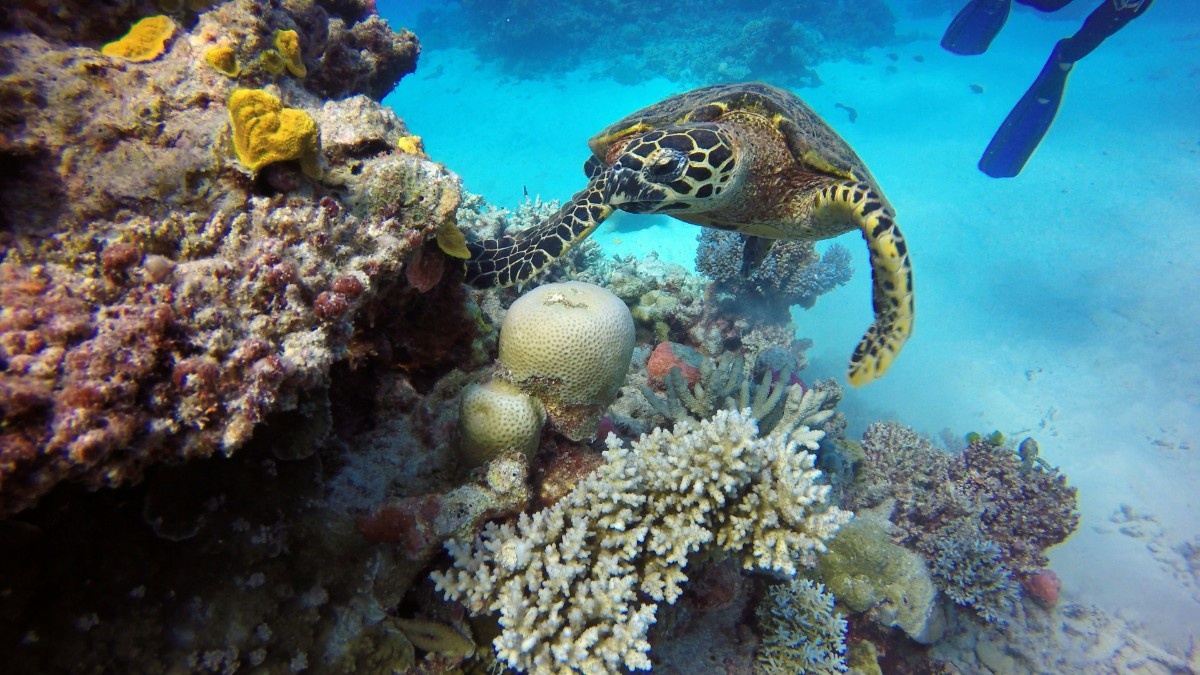 A turtle swimming in the Great Barrier Reef