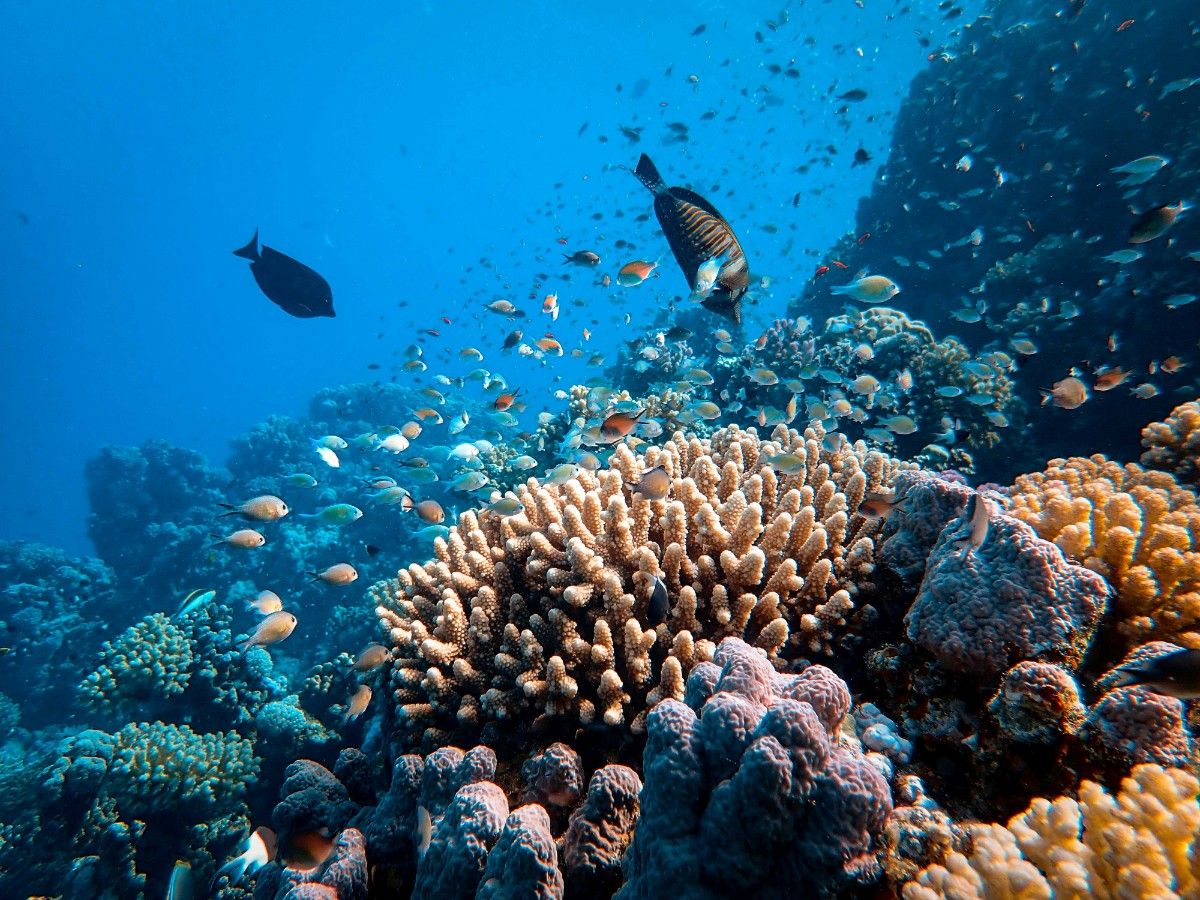 Fish swimming through the coral of The Great Barrier Reef