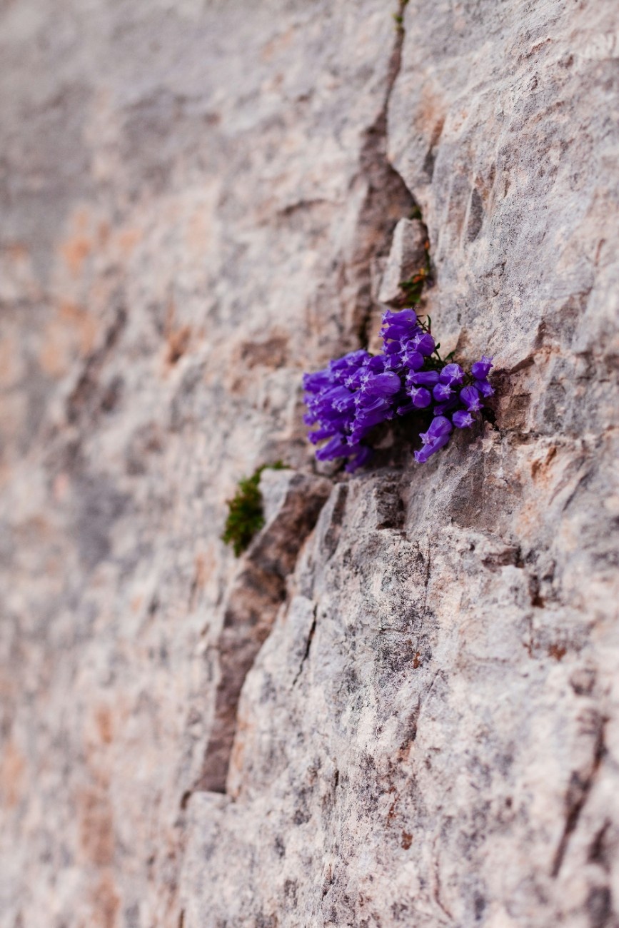 A purple flower protruding from a rockface in Triglav 