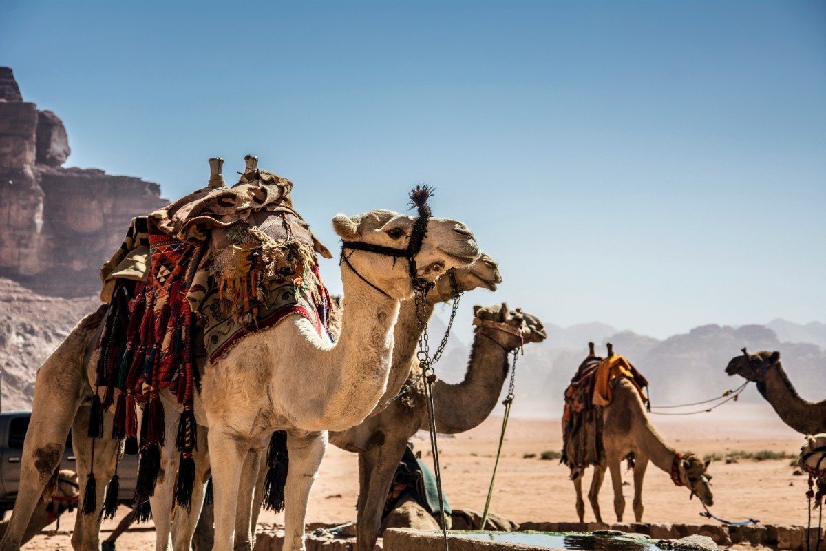 Camels in Wadi Rum desert 