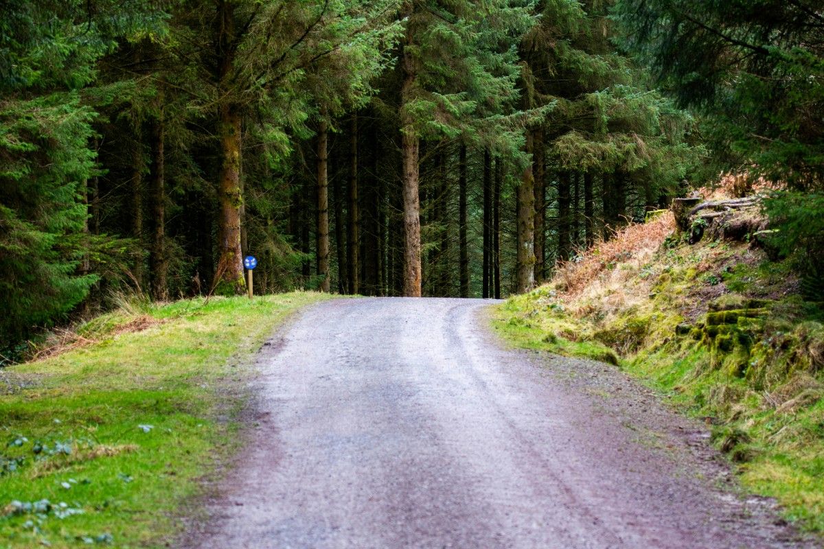 An image of a road through Whinlatter forest 