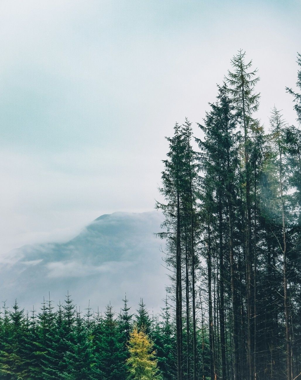 An image of the trees in Whinlatter Forest with the mountains in the background