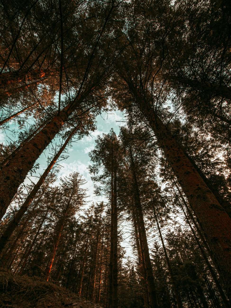 An image of the trees taken from the ground in Whinlatter forest 