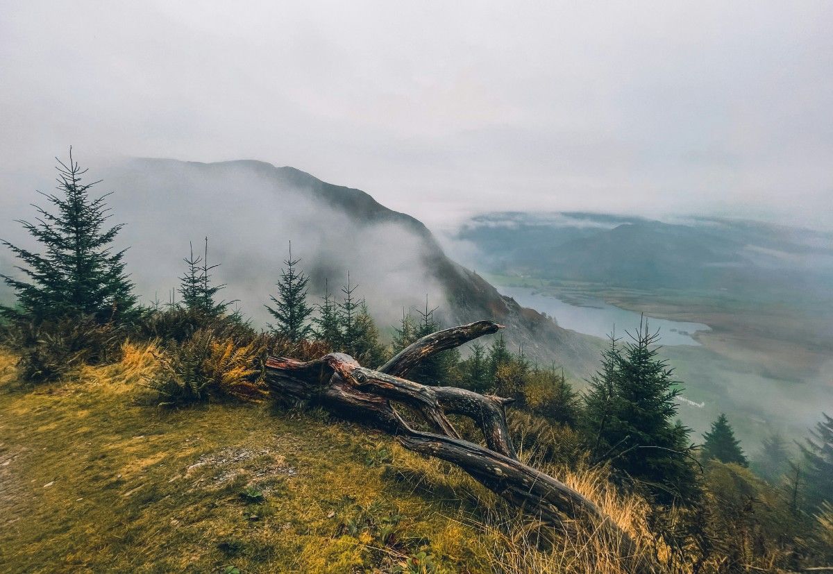 An image of Whinlatter forest through the fog