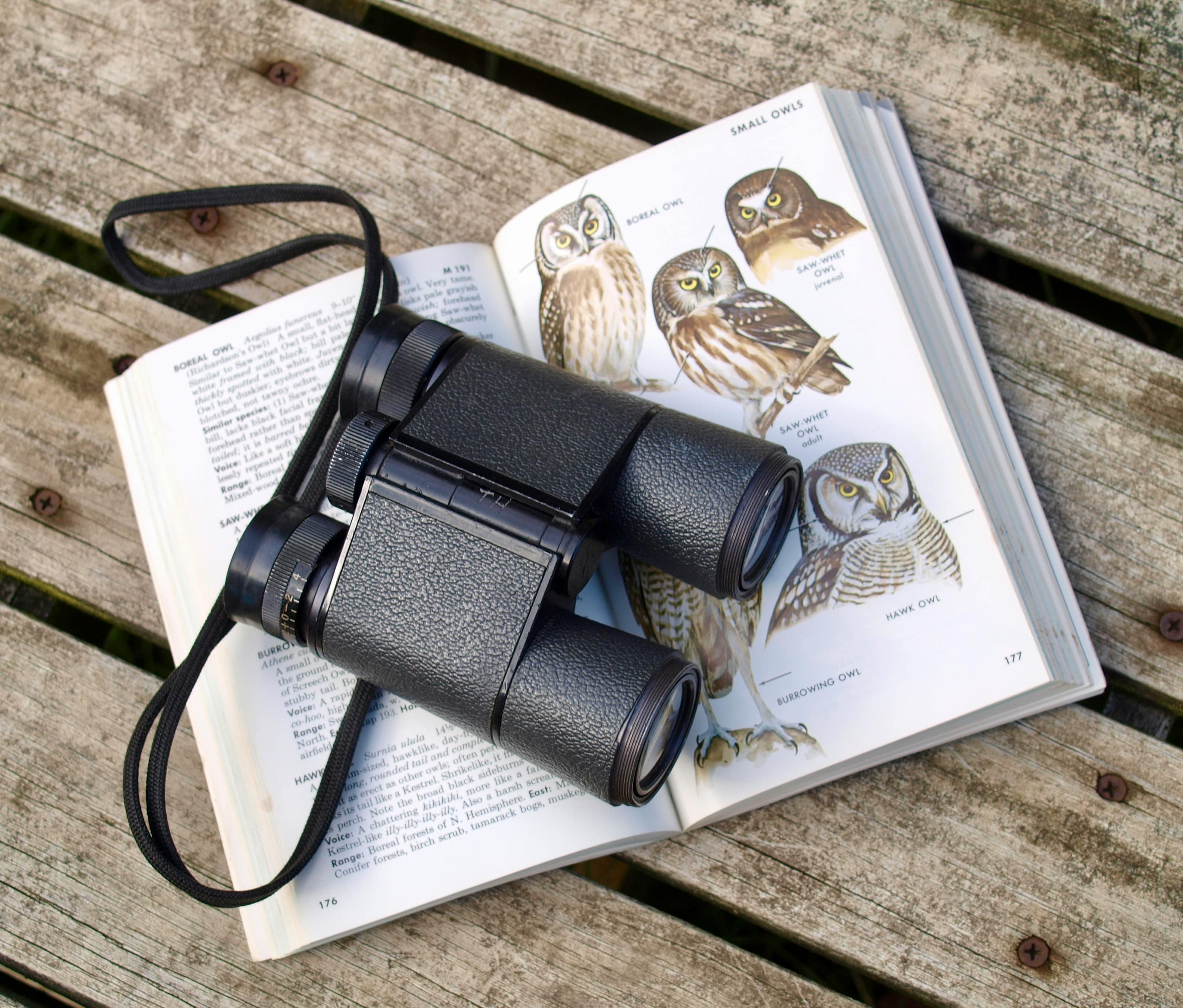 A person taking a photo of some birds in a field