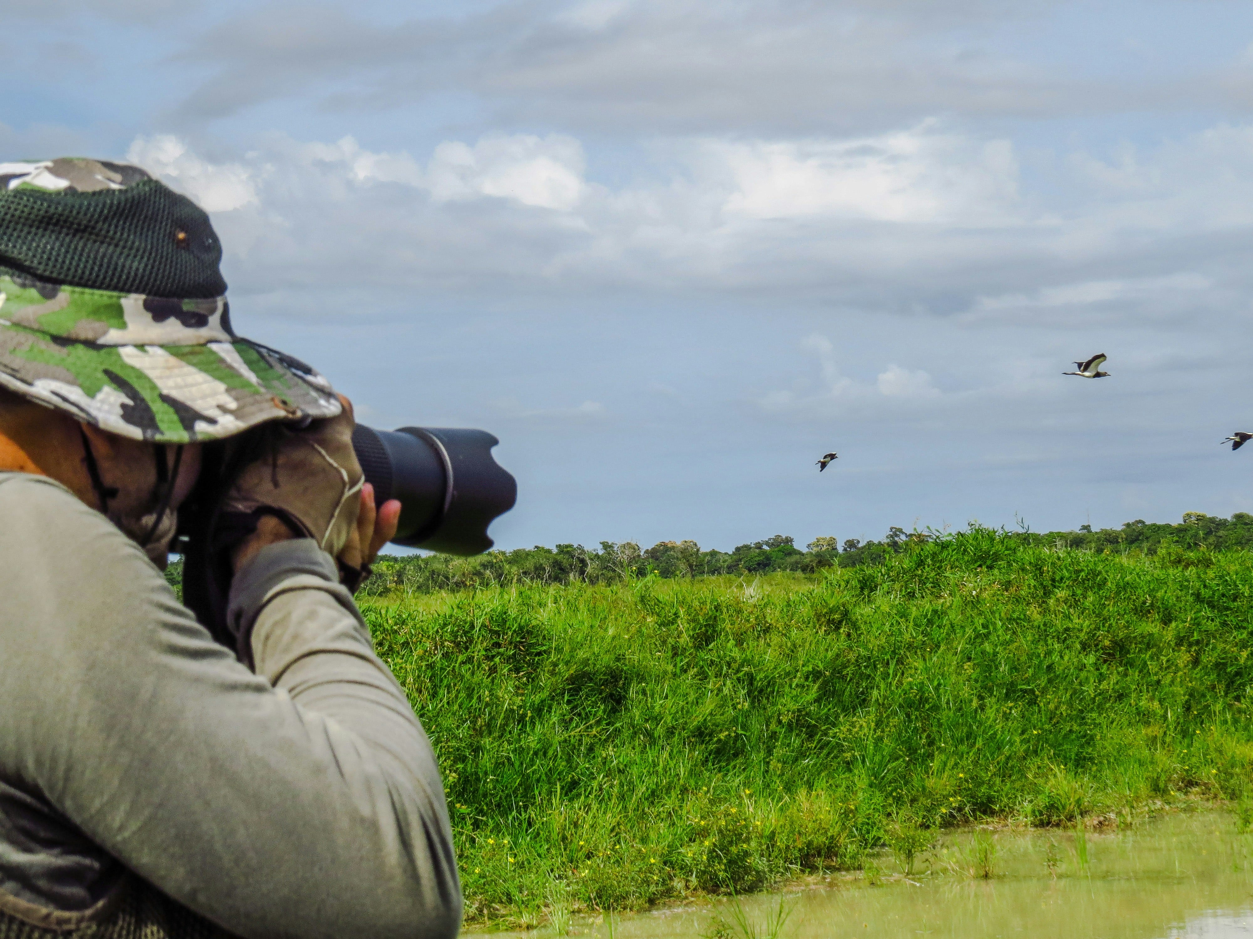 A person taking a photo of some birds in a field