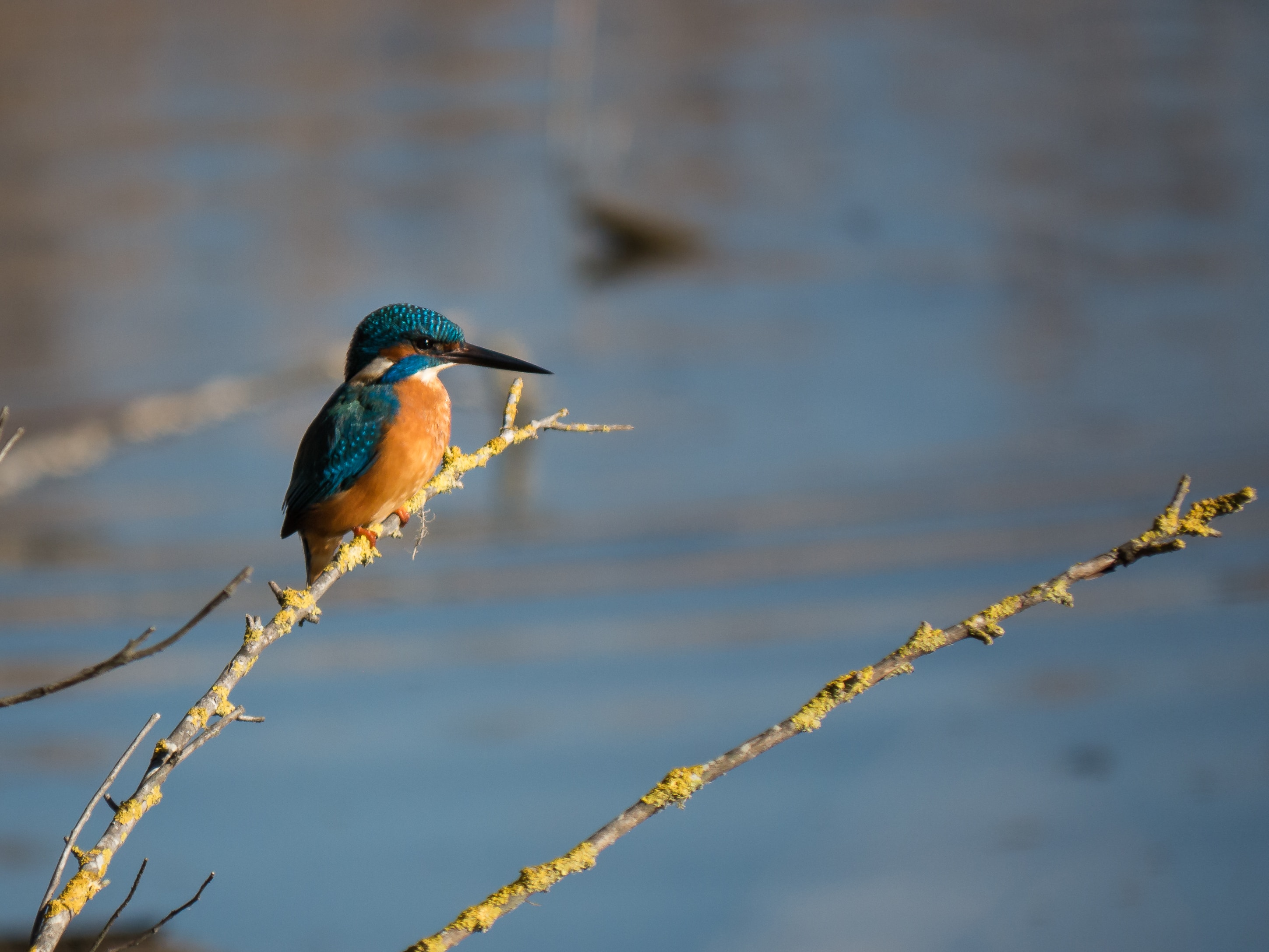 A person taking a photo of some birds in a field