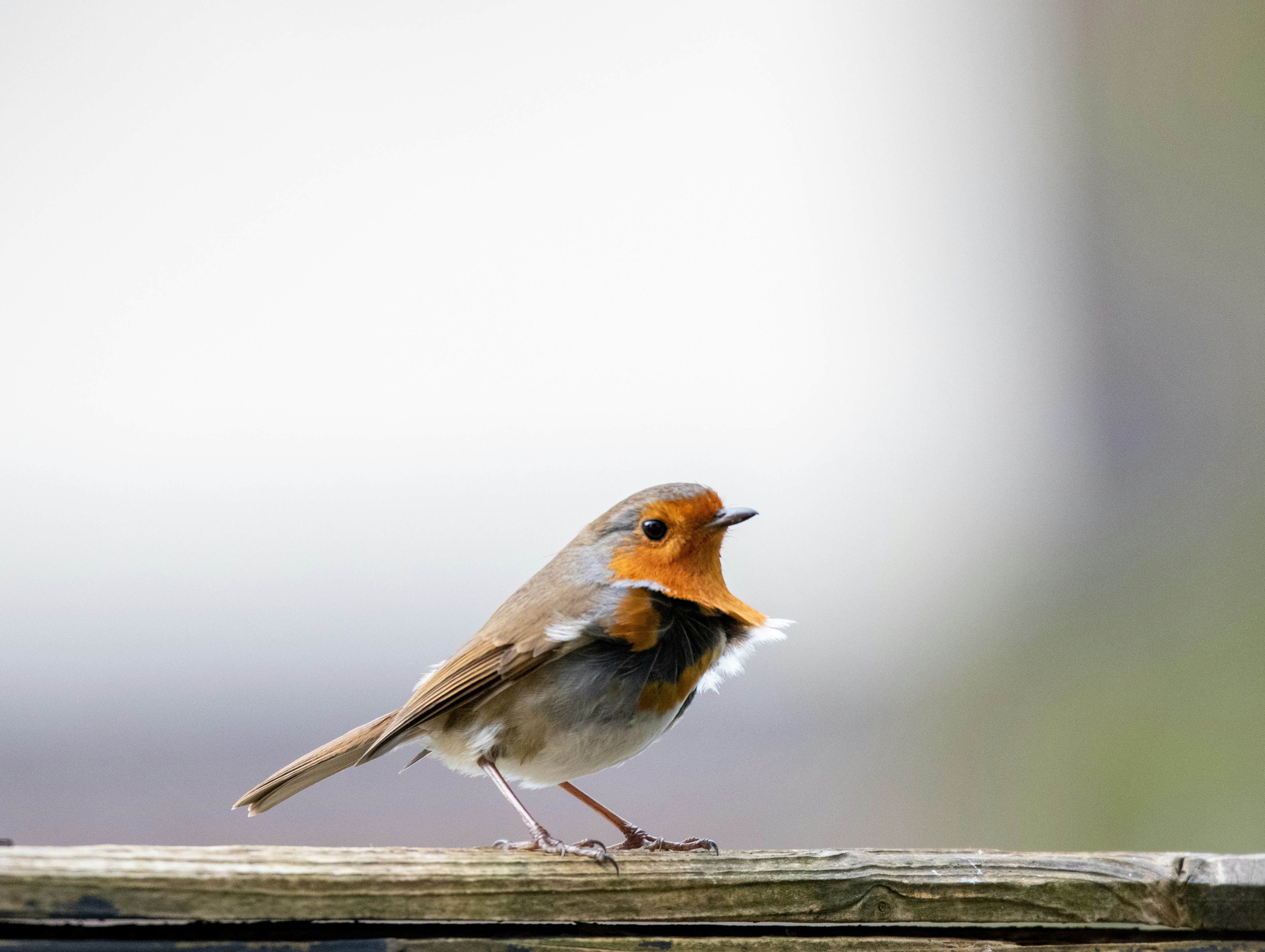 A person taking a photo of some birds in a field