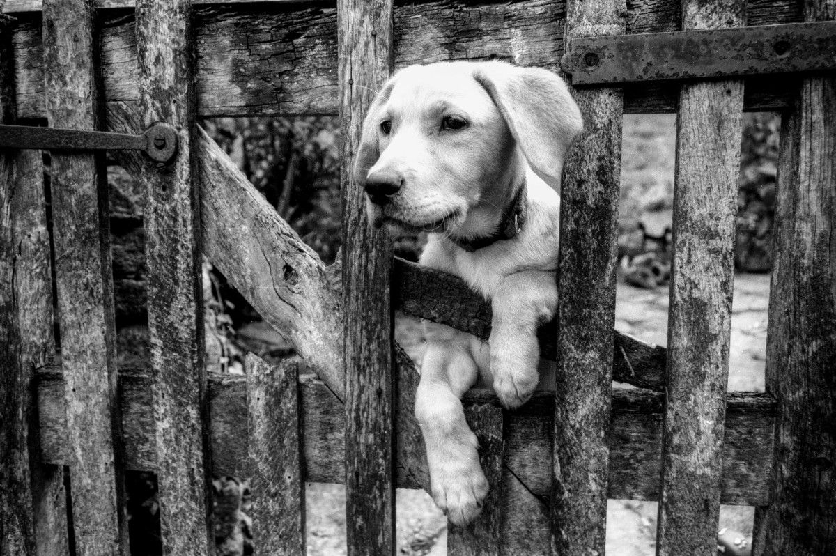 A dog in Bibury