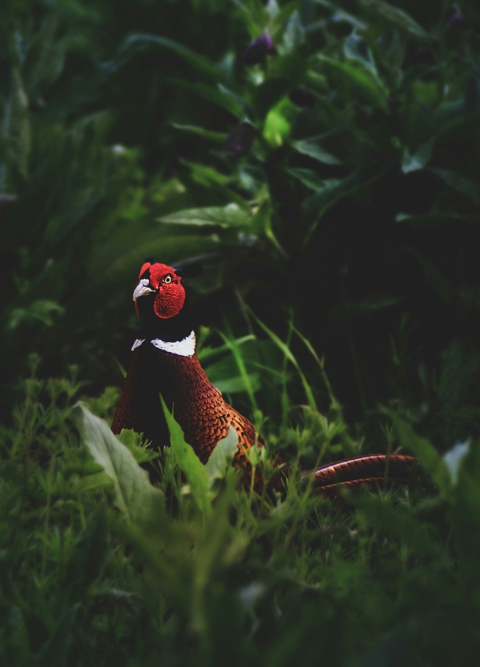 A pheasant in Bibury