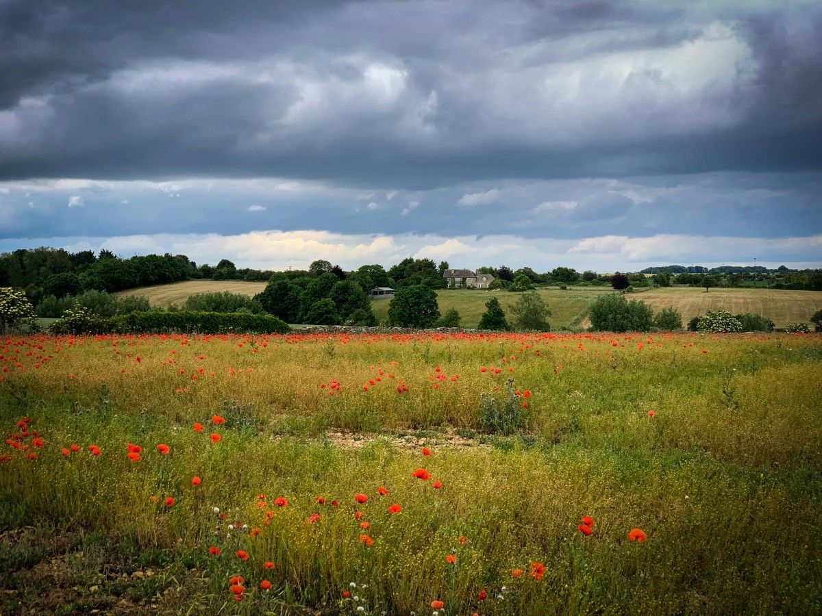 A poppy field near Burford