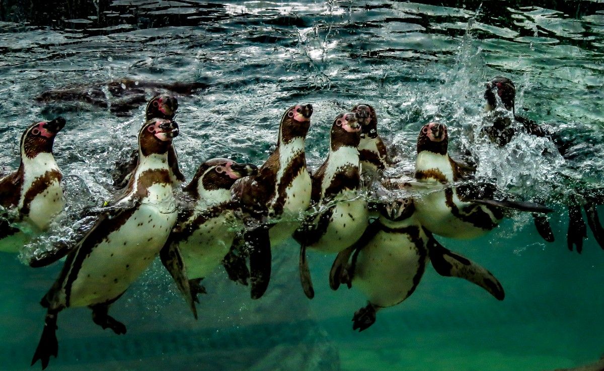 Penguins at Cotswold Wildlife Park